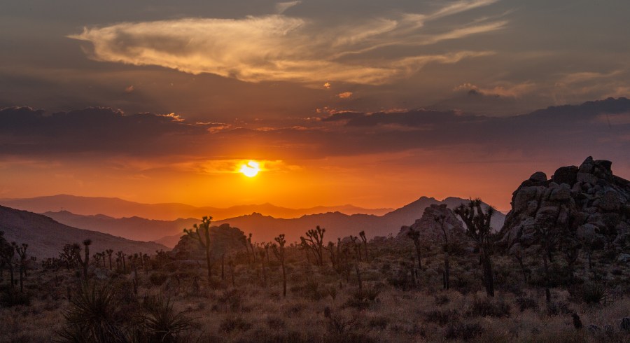 Background-Joshua Tree-021-2